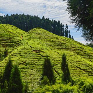 Darjeeling Sittong Tour Packages
