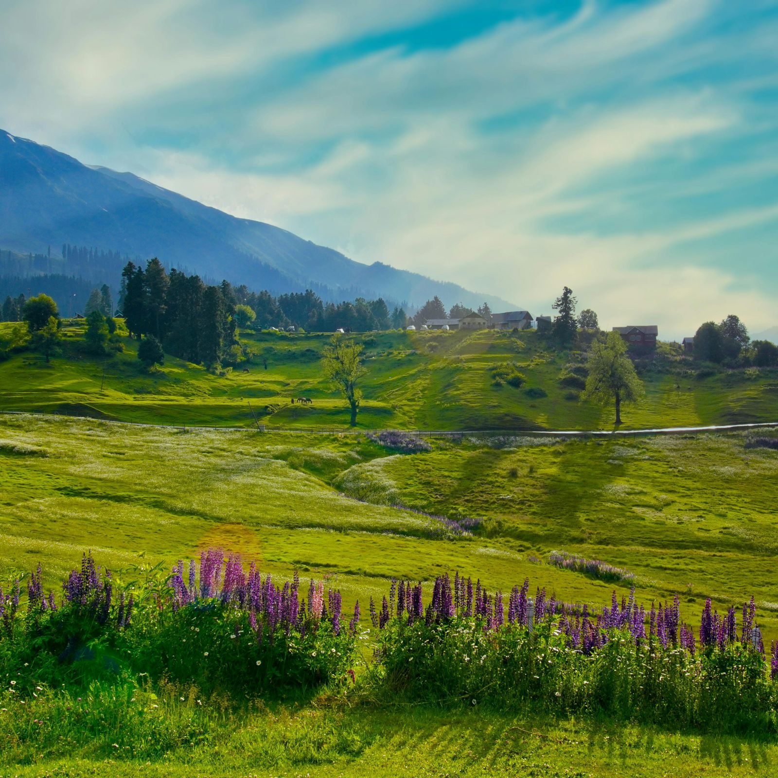 Gulmarg 8